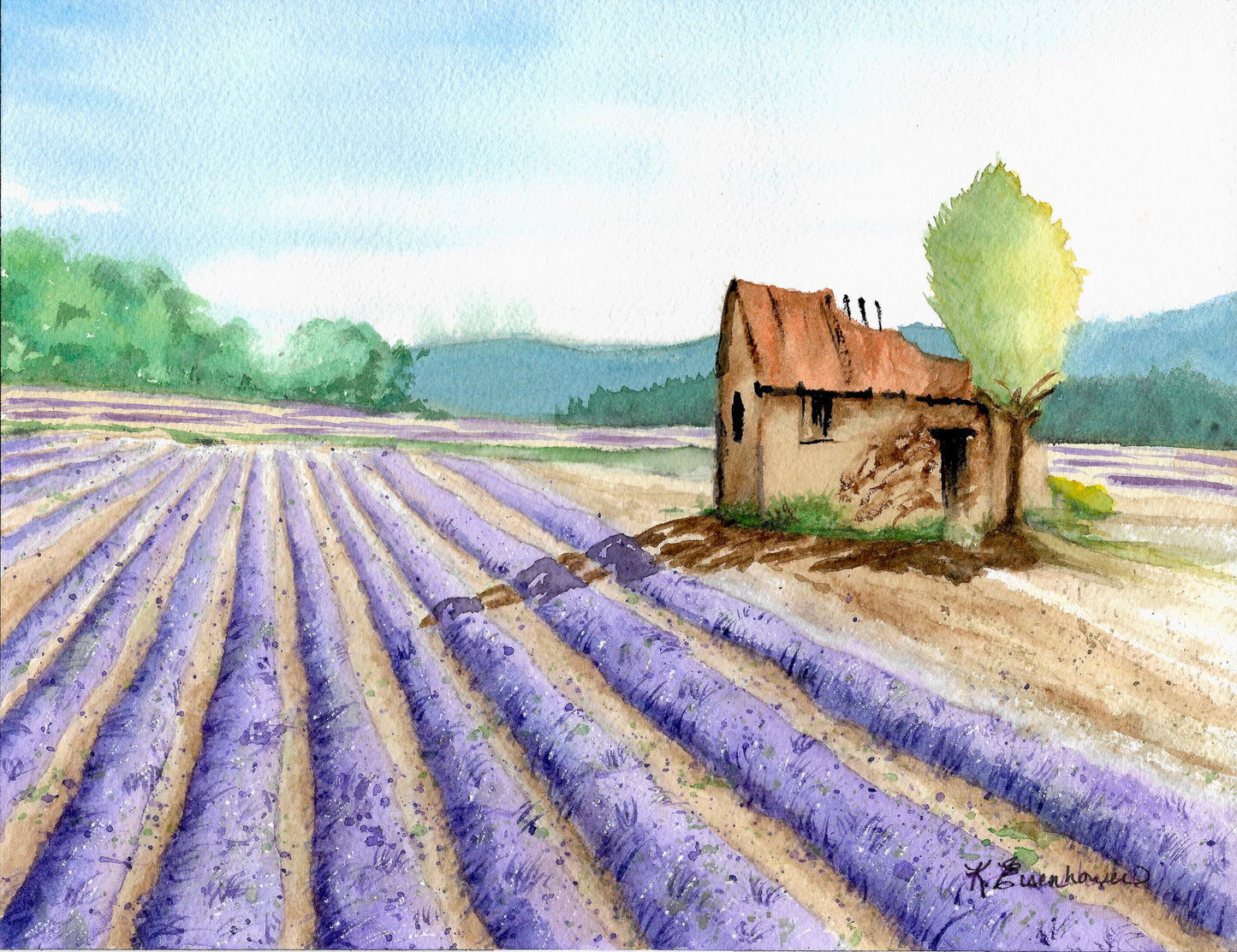 Lavender Fields Forever